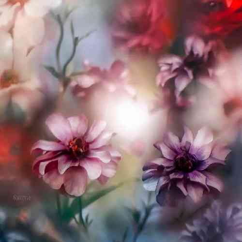 محمد مرادی تو سرنوشت من غم نه شادی جای منه سلول انفرادی